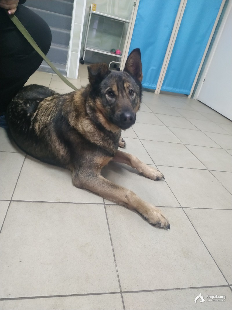 Найдена собака-девочка в Москве