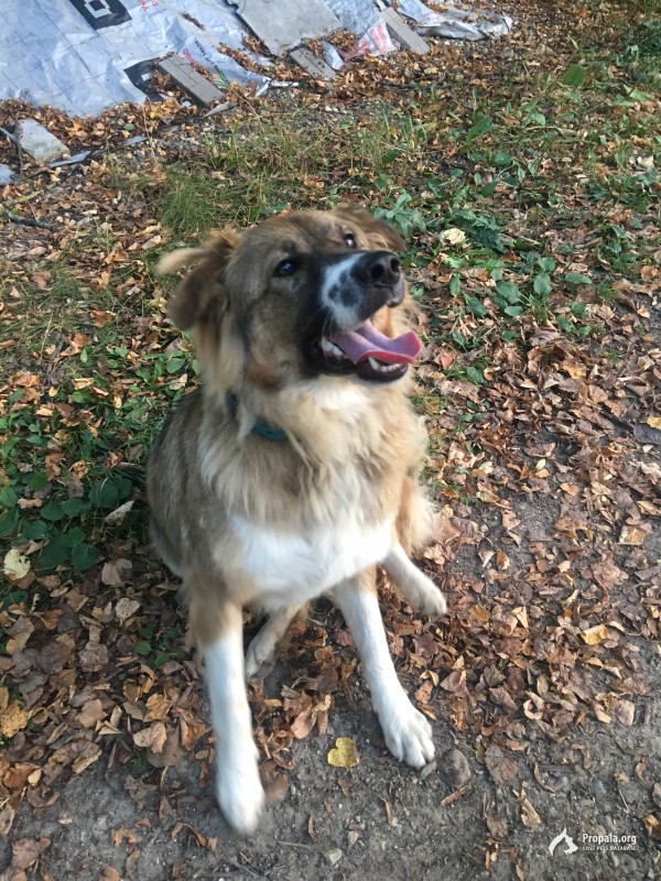 Найдена собака-сука, примерно лет 5-6