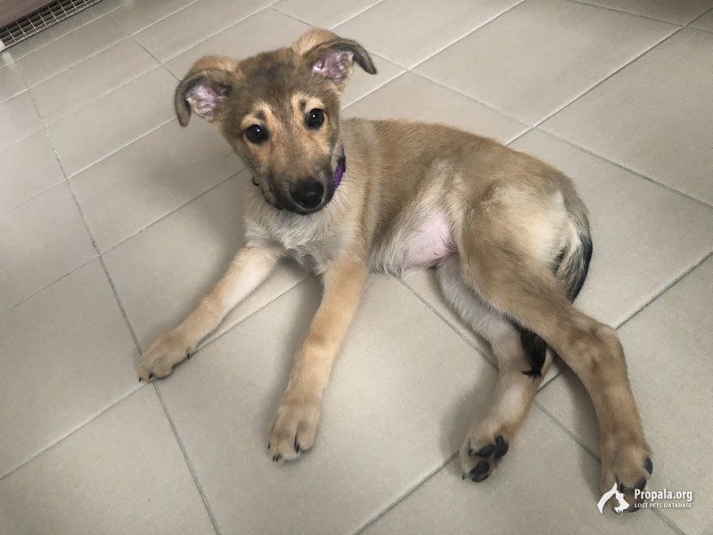 Найден щенок в парке Останкино