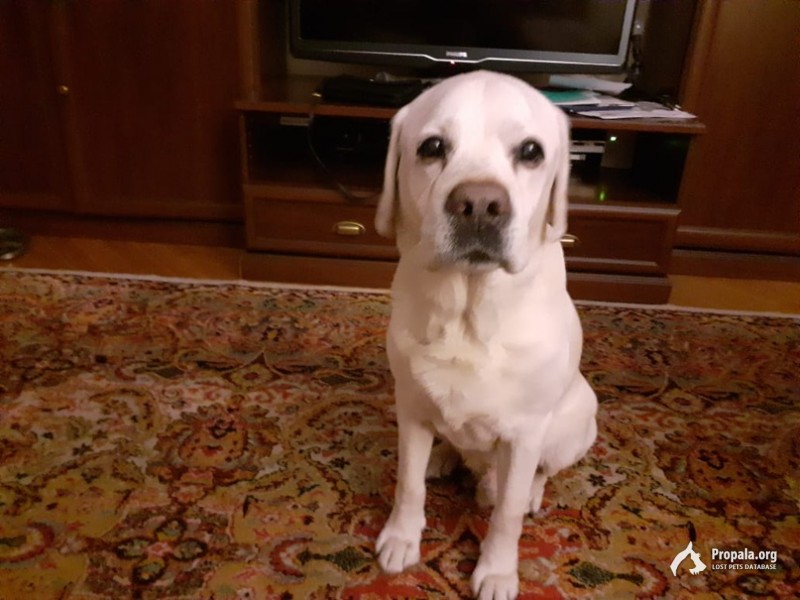 Пропала собака