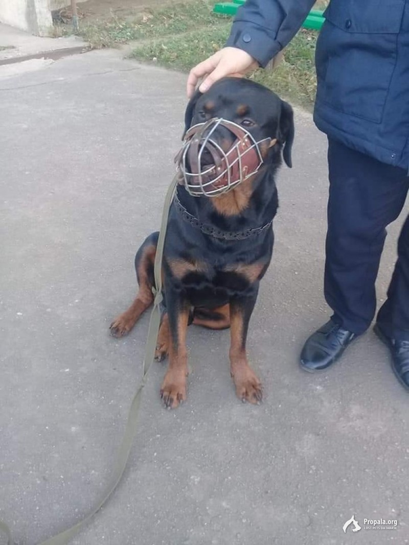 СРОЧНО! ВОРОНЕЖ! НАЙДЕН РОТВЕЙЛЕР!