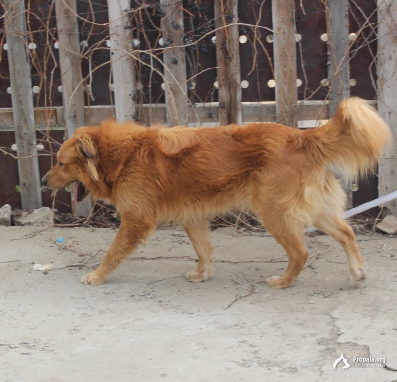 Прошу помогите!!!!!пропал пёс!!!