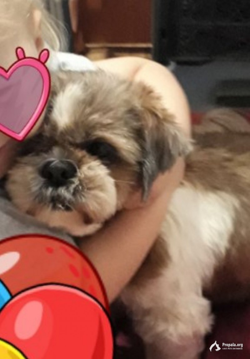 Пропала собака