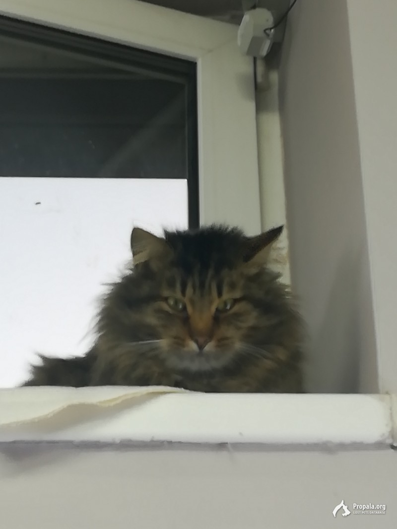 Найден кот.