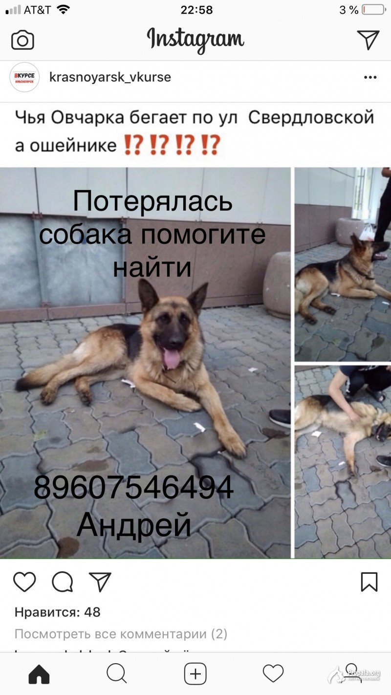 Пропала Овчарка