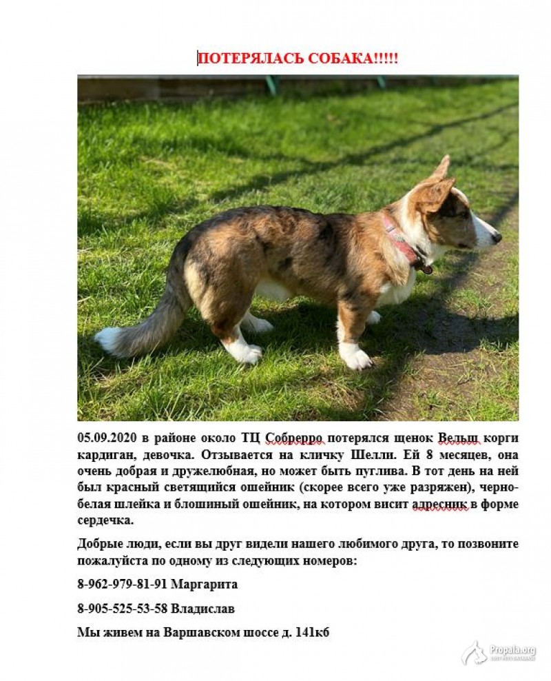 Сбежала собака