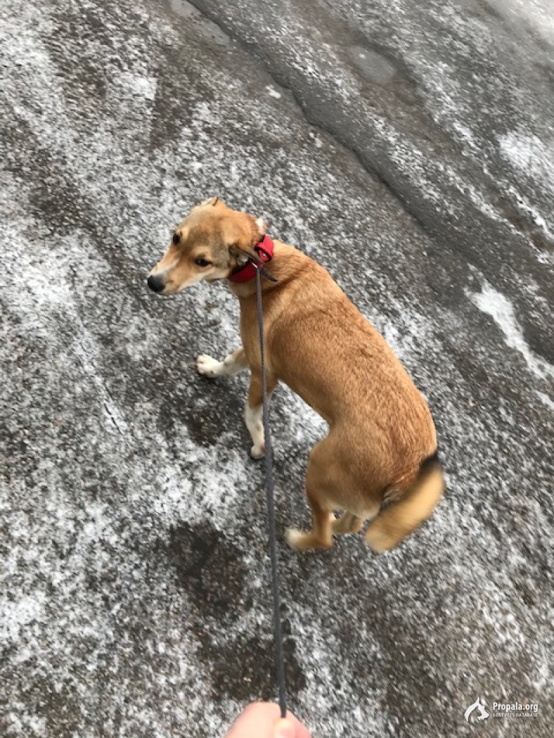 Рыжая собака дер.Фоминское