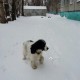 Пропала собака русский спаниель