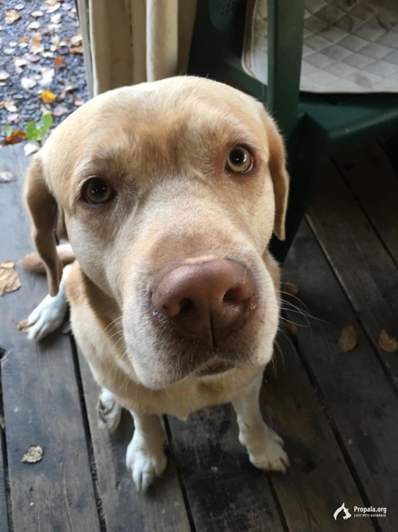Пропал лабрадор!