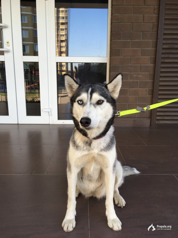 Найдена хаски