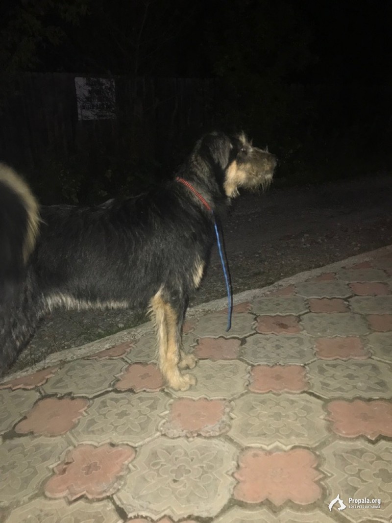 Найдена собачка