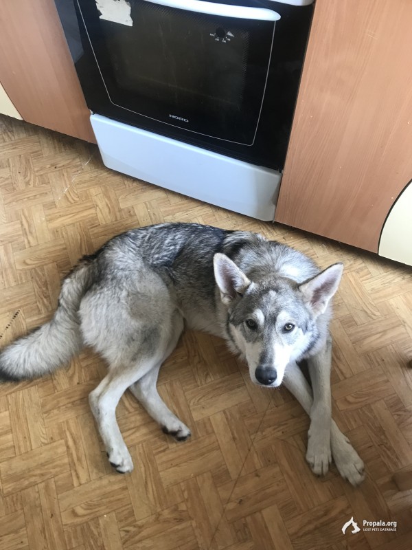 Найдена собака. Новогиреево