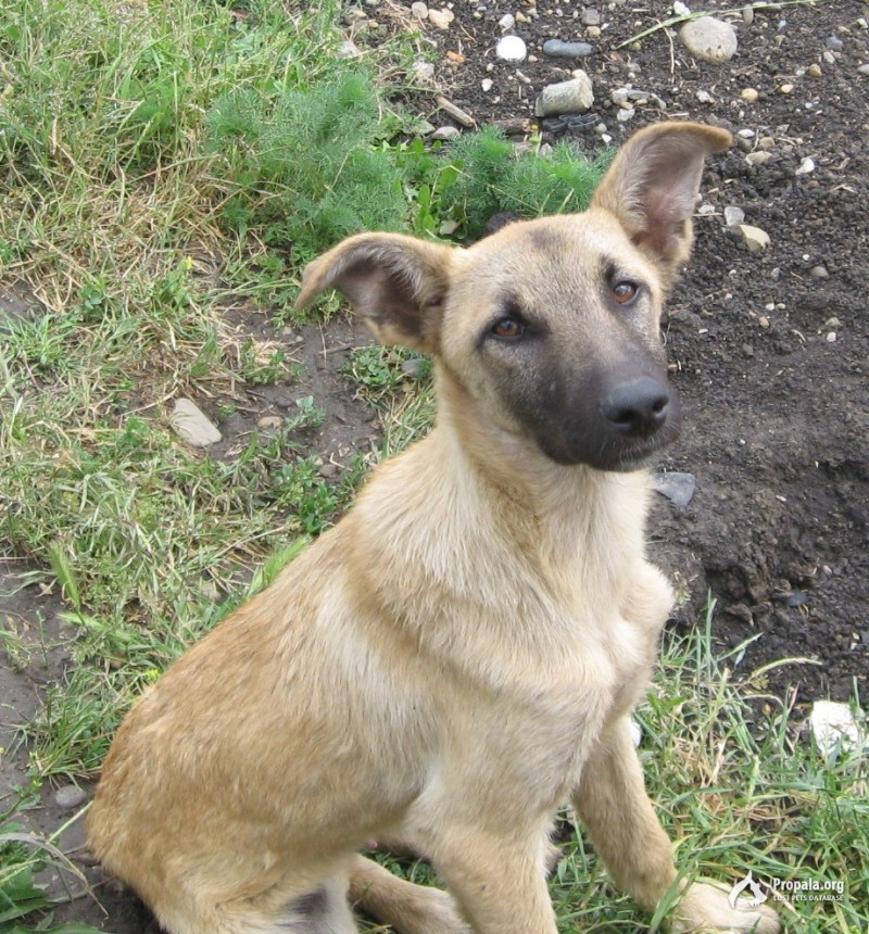 Щенка 6 месяцев в добрые руки
