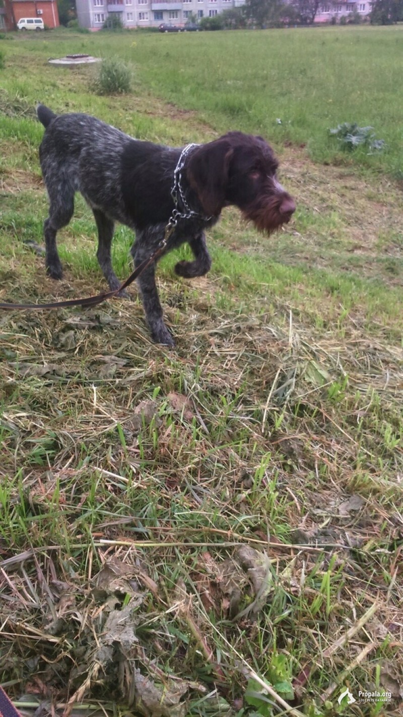 Харское пропал дратхаар