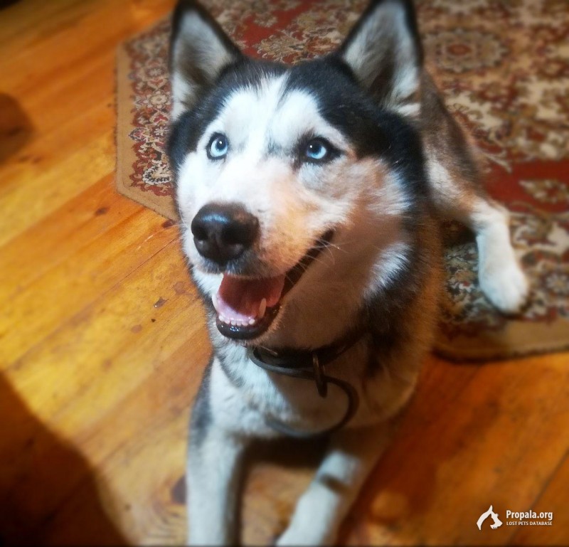 Пропала хаски