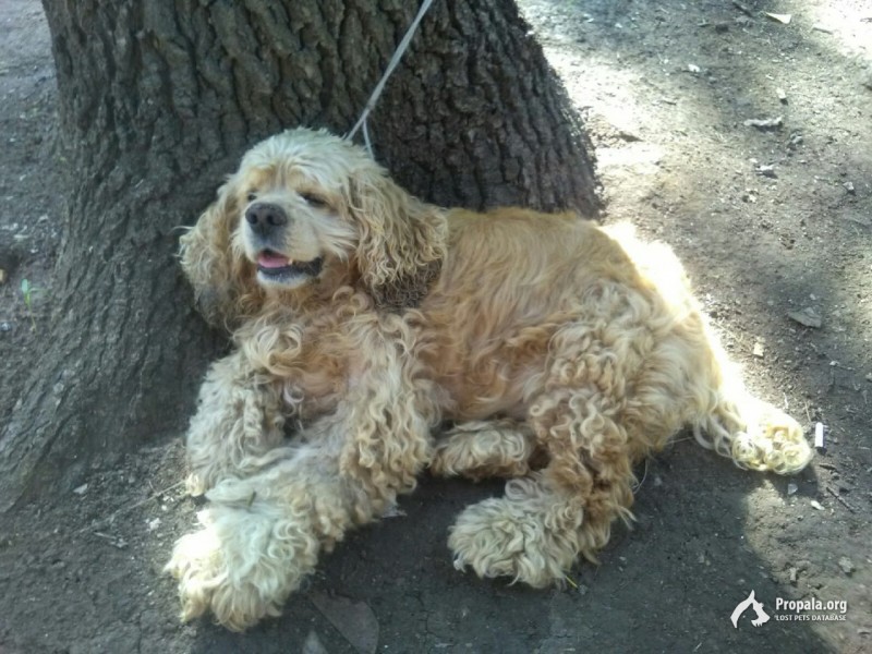 Найден американский кокер-спаниель