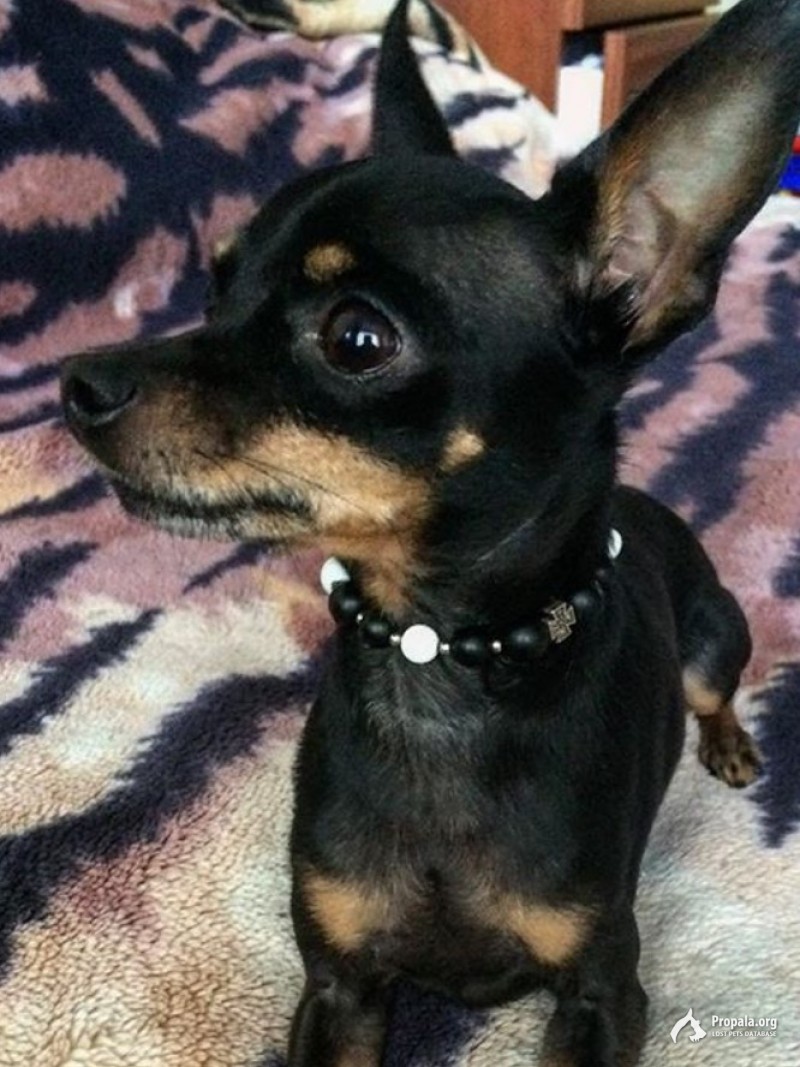 Пропал мини той терьер