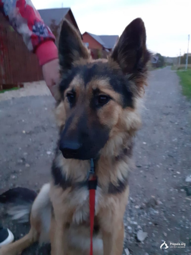 Найдена собака