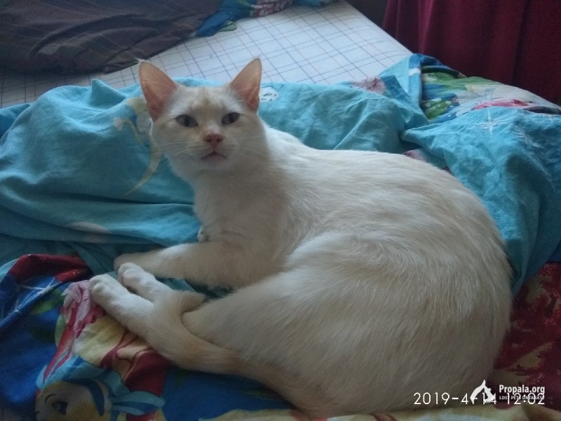 Пропал кот! Борзова 100