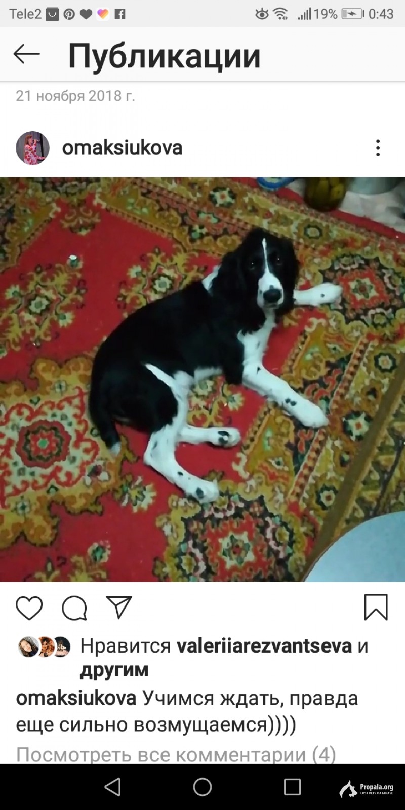 Пропала собака, уже месяц прошёл как он сбежал