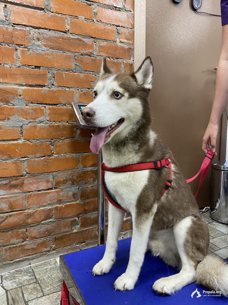 Найден подросток хаски