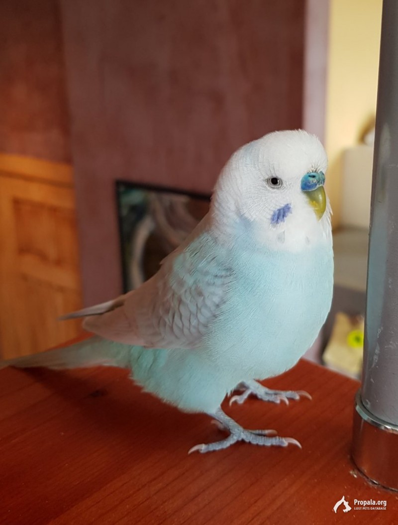 Потерялся попугайчик м. Чернышевская