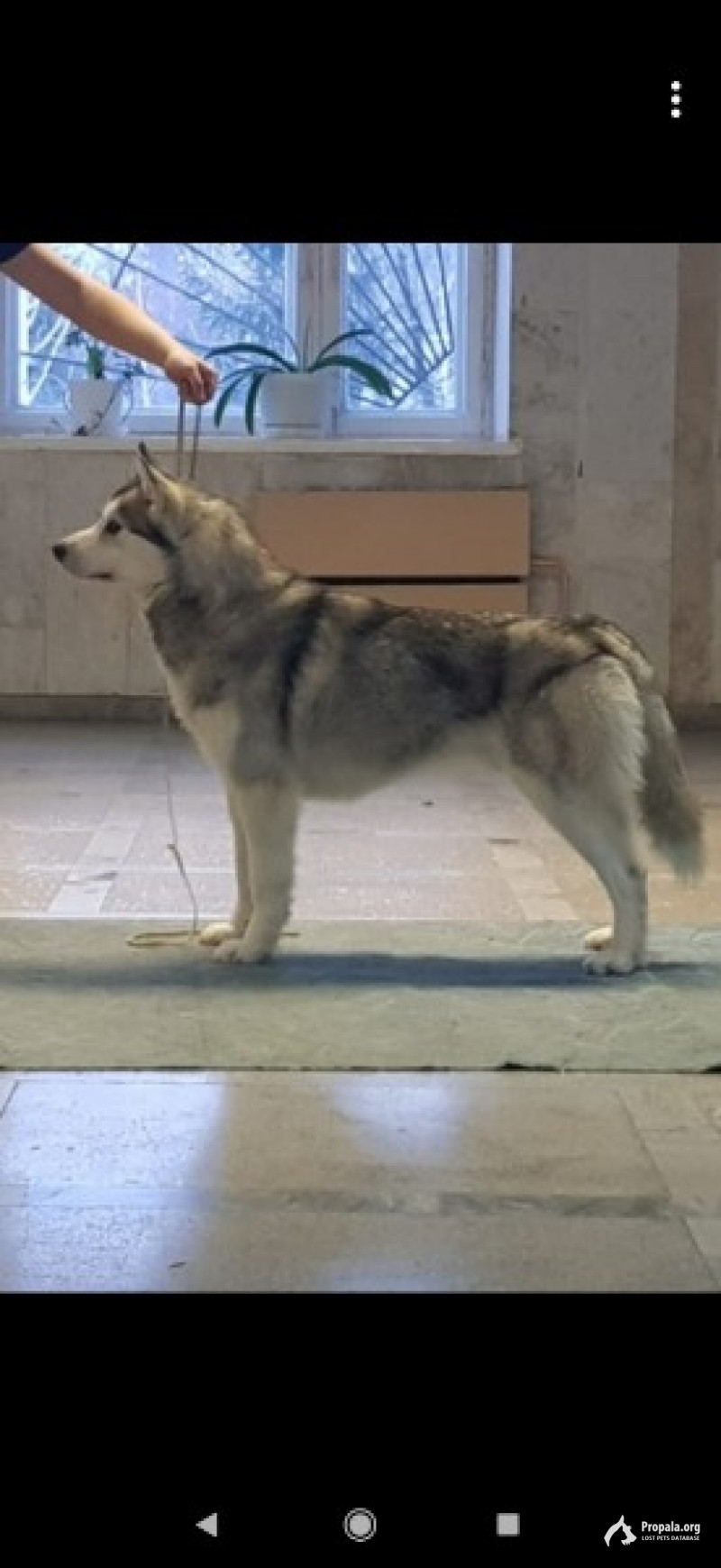 Пропал хаски в поселке Камышловский, Омская обл