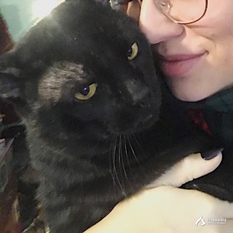 Потерялся кот Бесик!