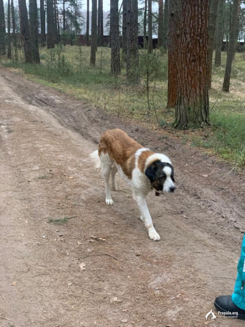 Найден кобель московской сторожевой