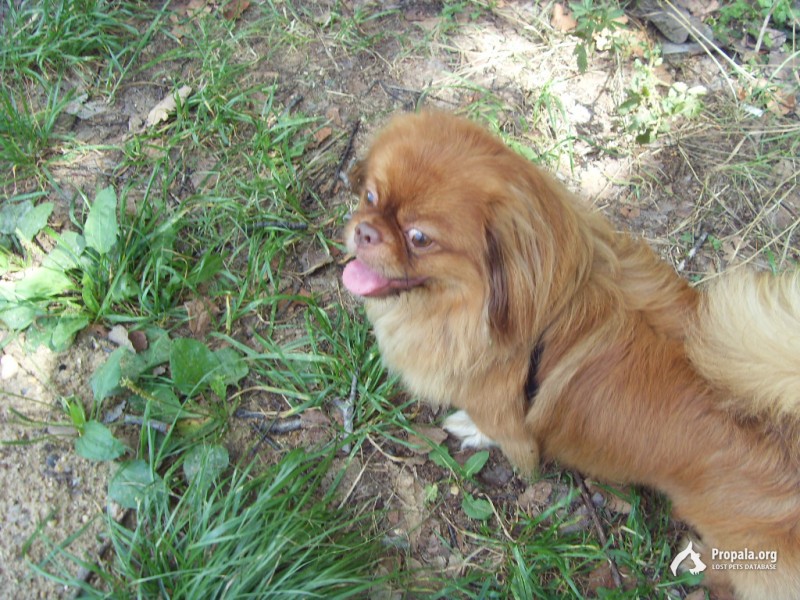 Пропал или украли с передержки