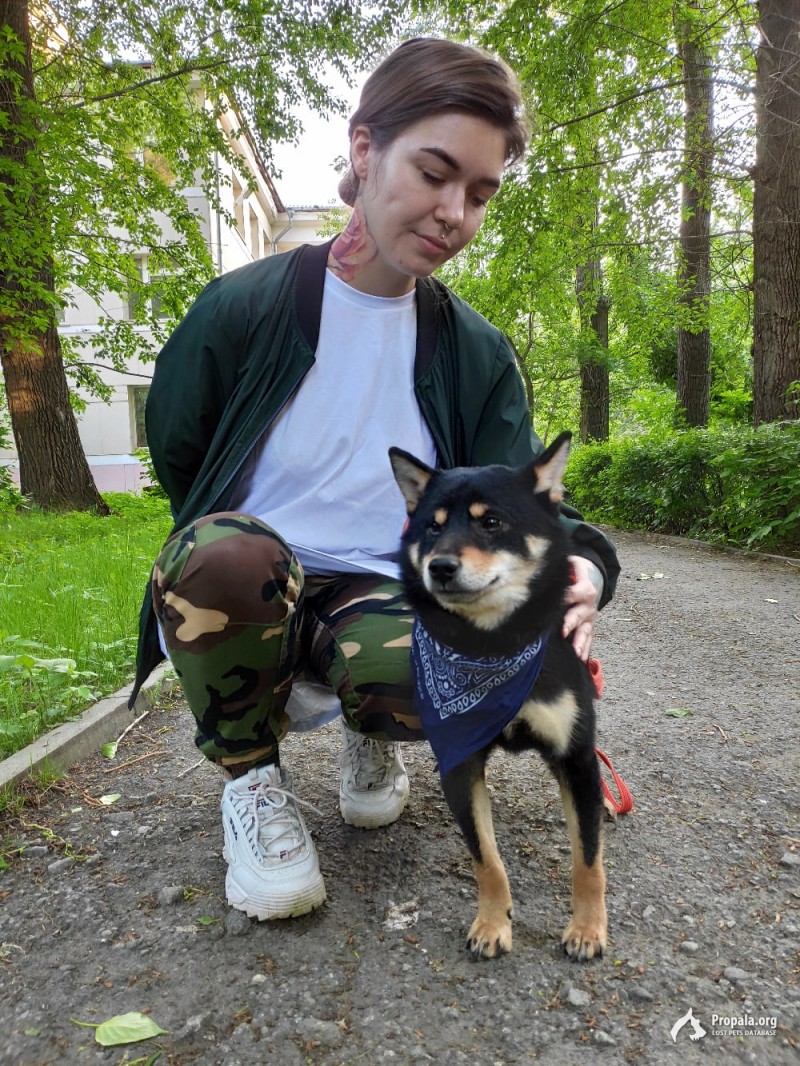 Пропала собака!