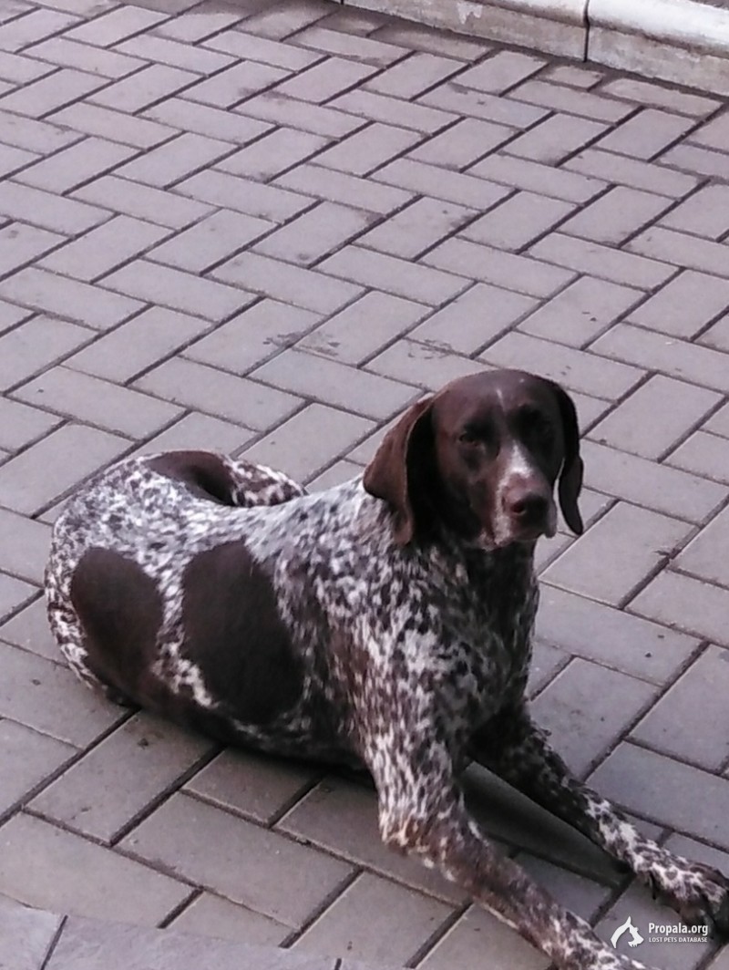 Нашлась собака