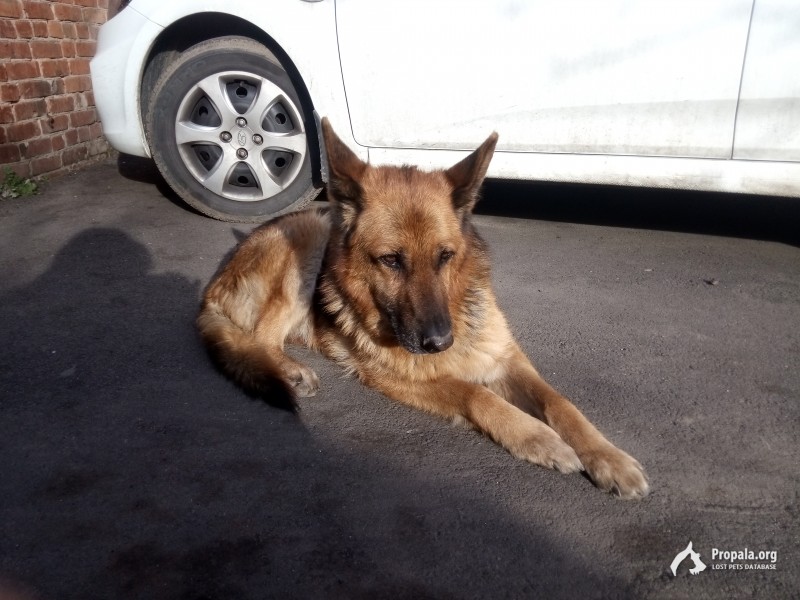 Найдена овчарка