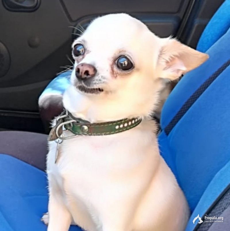 Пропал чихуашка Джонни