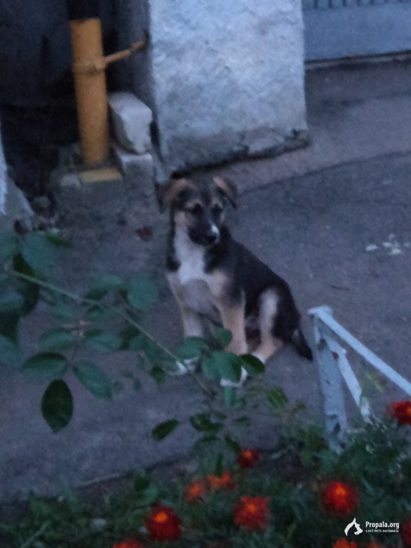 Найден щенок