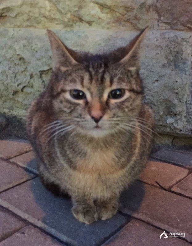 С 20 янв. вокруг рабочего здания ходит кошка потеряшка