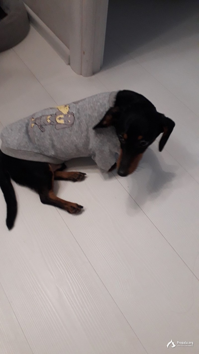 Пропала собака