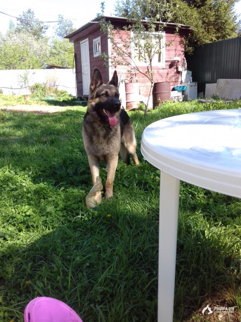 ПРОПАЛА СОБАКА!!!