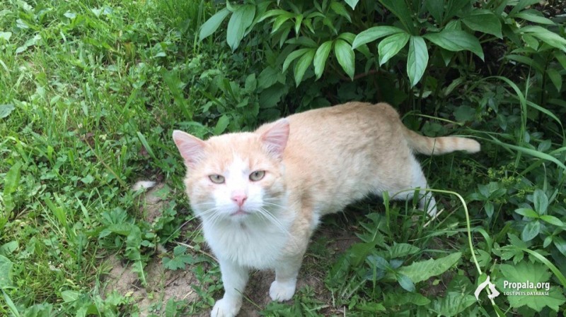 Пропал кот!