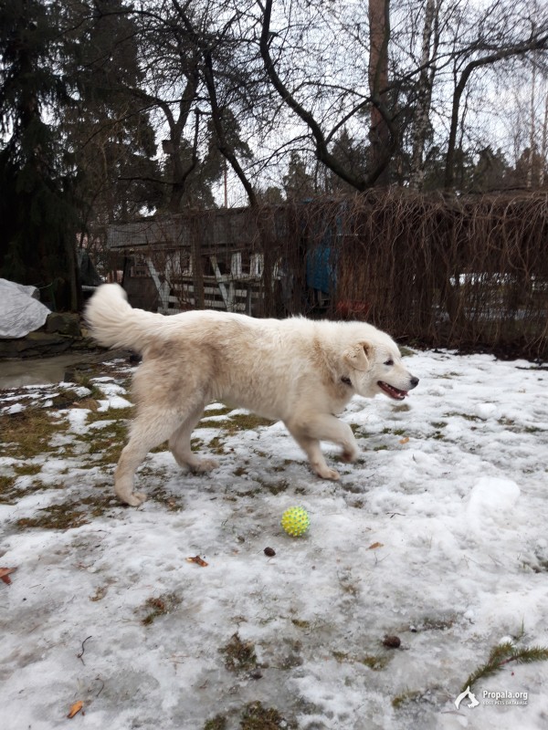 найдена собака