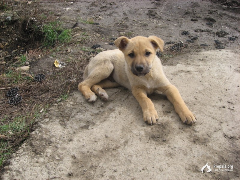 Щенок 6 месяцев ищет добрых хозяев