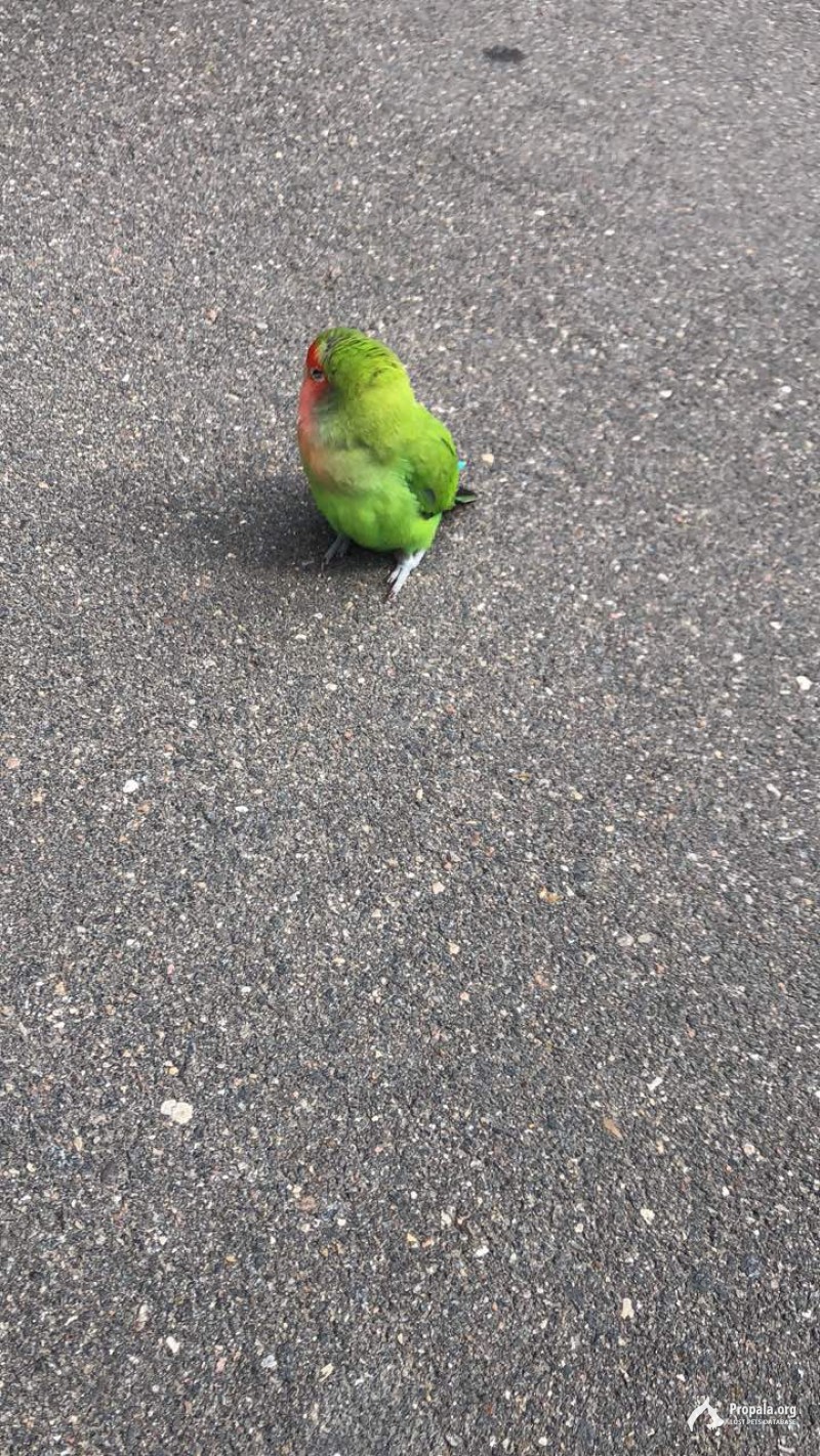 г.Видное, найден попугай!!!
