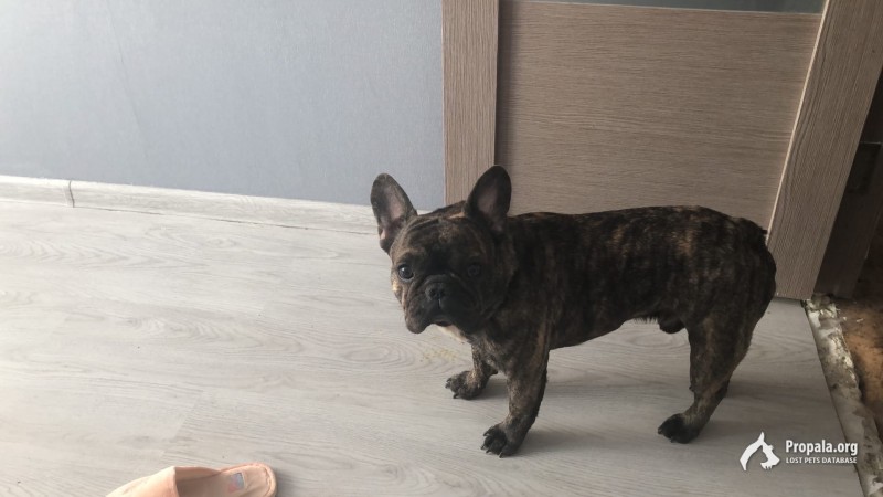 Пропал французский бульдог