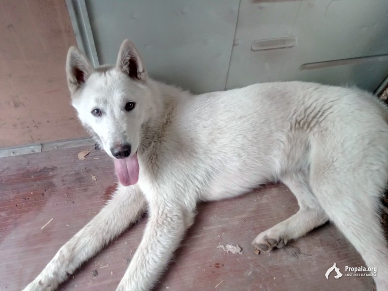 пропала собака