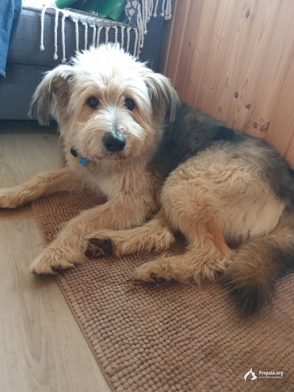 помогите найти или информацией- пропала собака