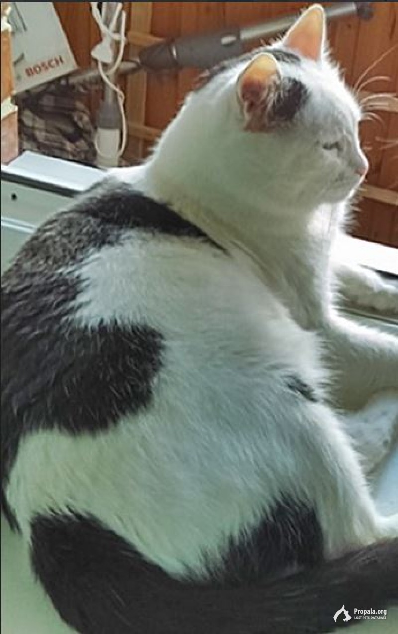 Пропал кот!