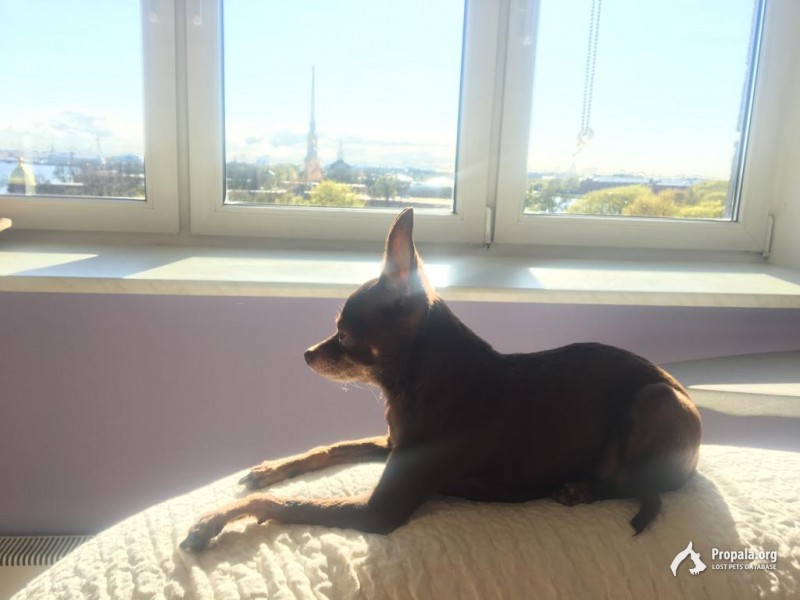 Пропала собака!!!!