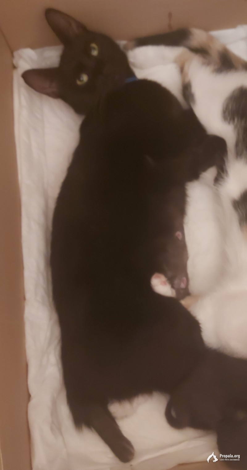 Москва, пропала чёрная кошка, район Тёплый Стан