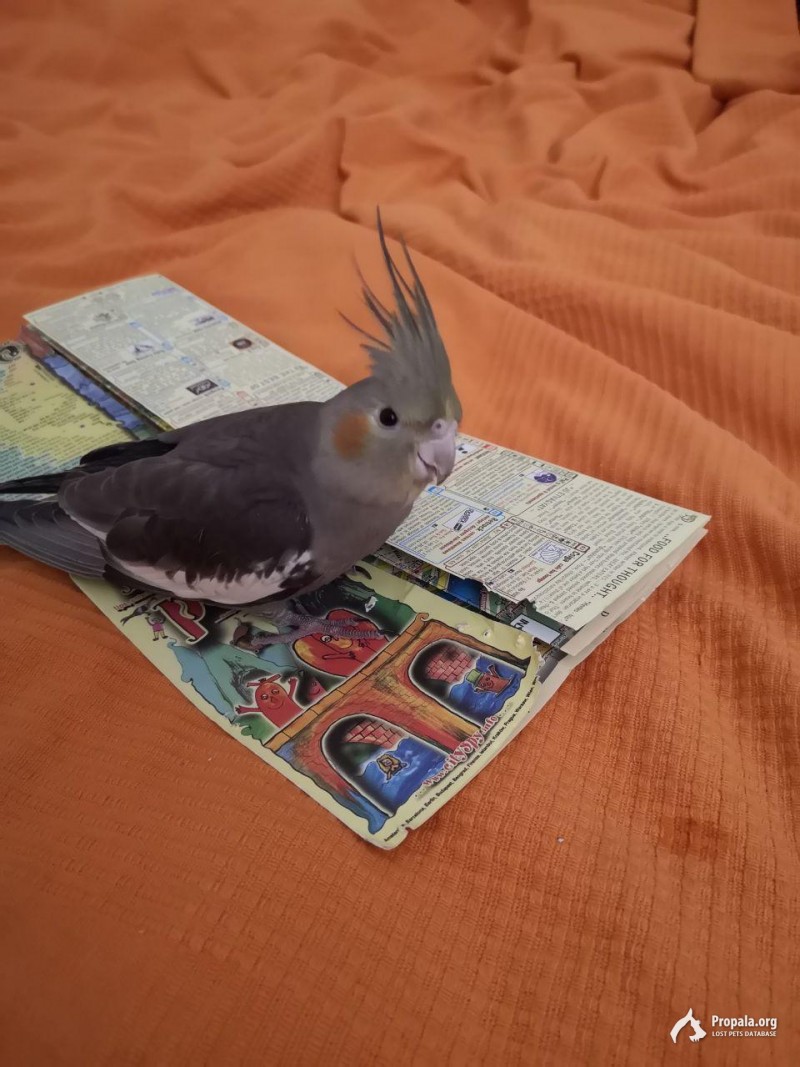 Улетела корелла. Помогите вернуть