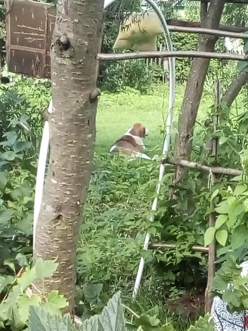 Найдена собака